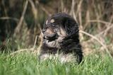 DOGUE DU TIBET 477